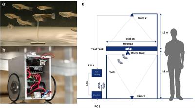 Guppies Prefer to Follow Large (Robot) Leaders Irrespective of Own Size